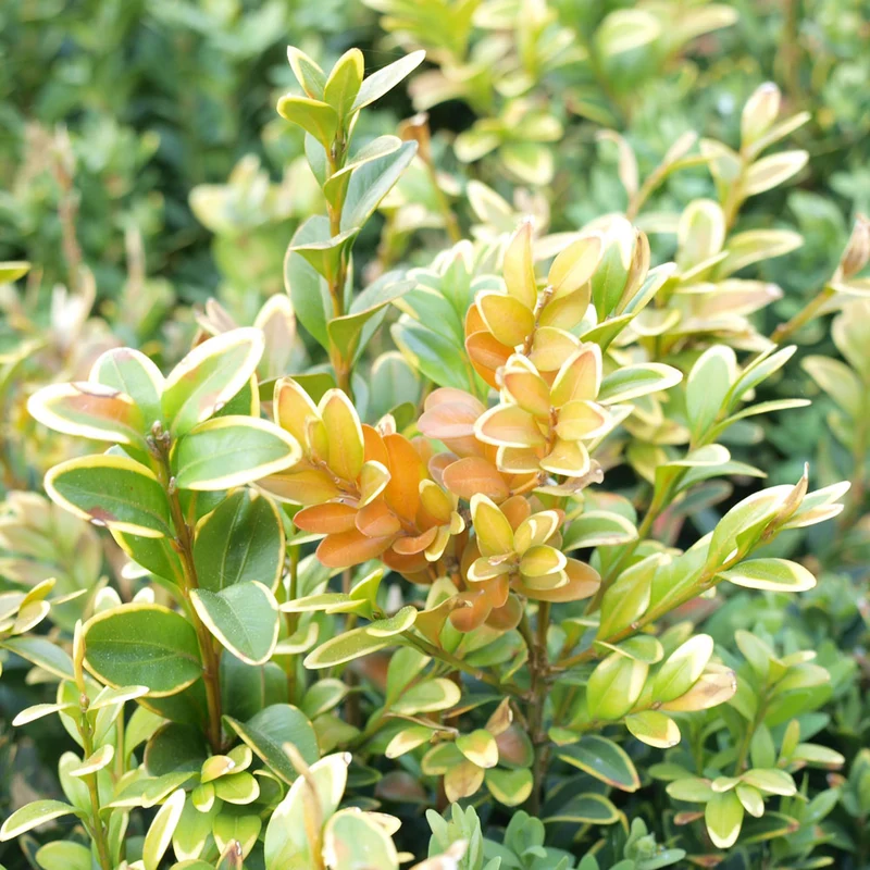 TOPBUXUS GROW - Schnell wirkender Dünger für Buchsbaum