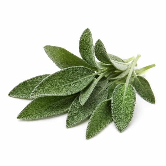 Salbei