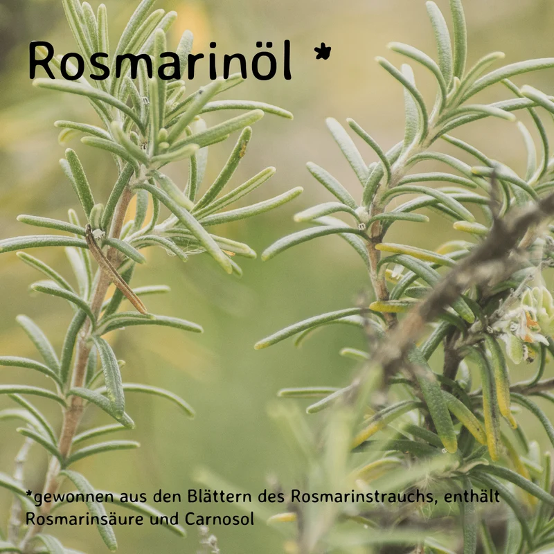 Rosmarin / Rosmarinus officinalis 10 ml AROMARA Ätherisches Duftöl
