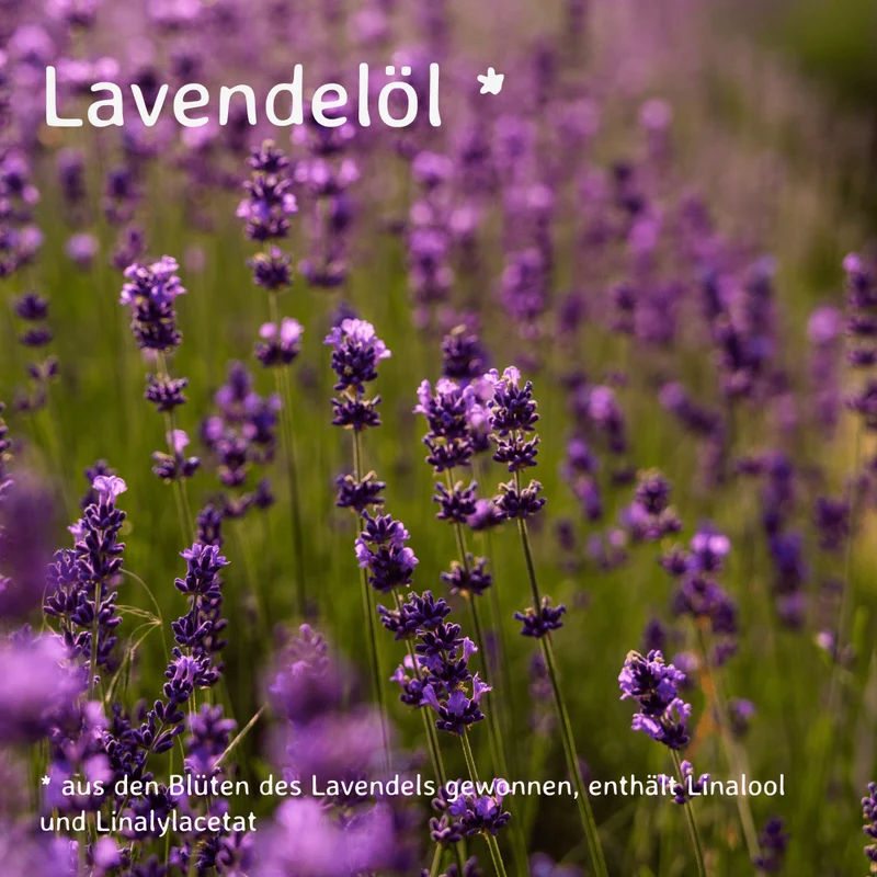 Lavendel / Lavandula angustifolia 20ml AROMARA Ätherisches Duftöl