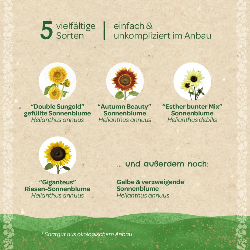Saatgut-Set "Sonnenblumen"