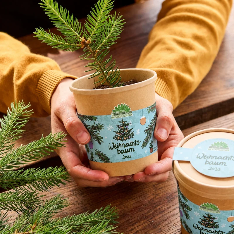 Weihnachtsbaum 2033 aus dem Becher