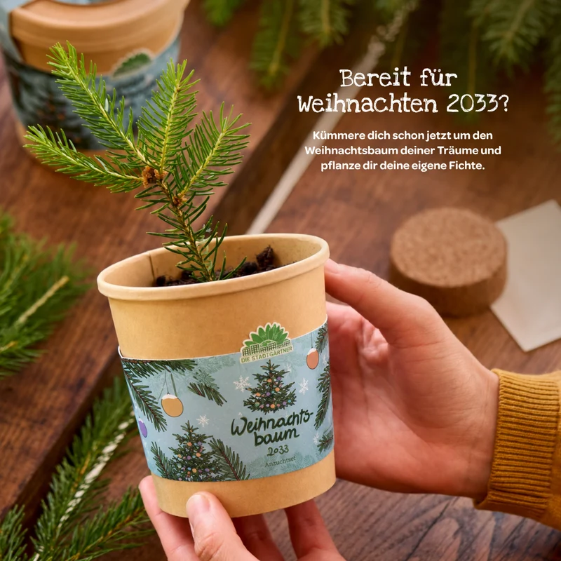 Weihnachtsbaum 2033 aus dem Becher