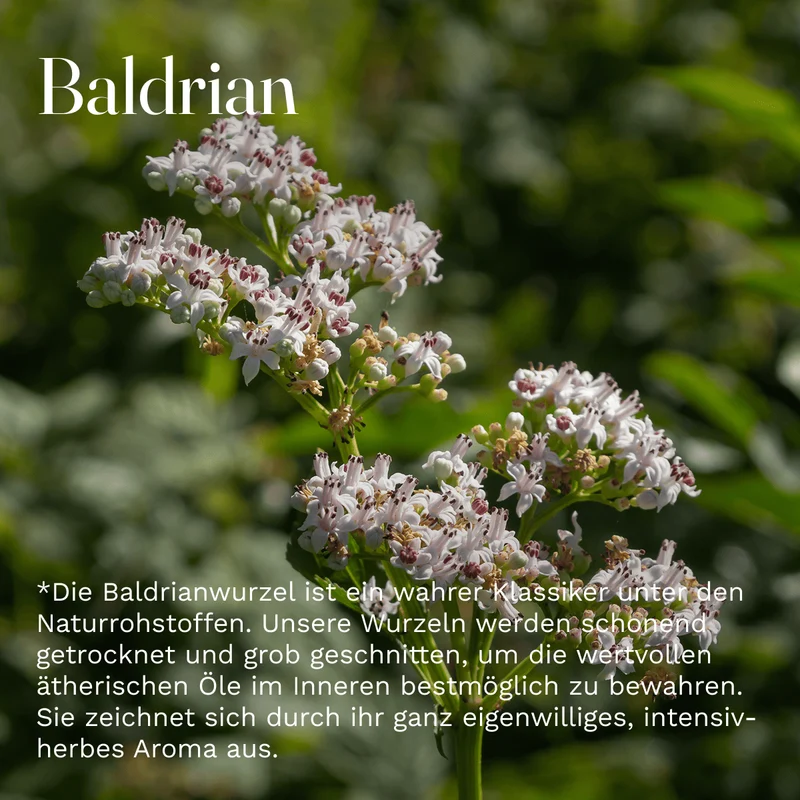 Baldrianwurzel Valeriana 50g geschnitten Baldrian Kräuter Entspannung Beruhigung