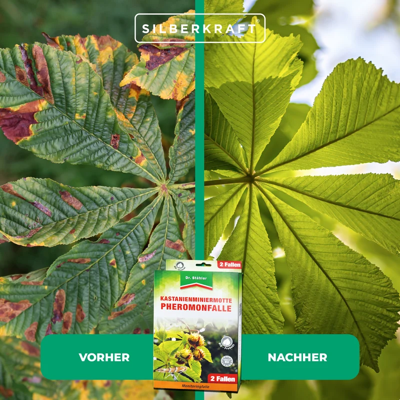 Effektive Pheromon-Falle gegen Kastanienminiermotten
