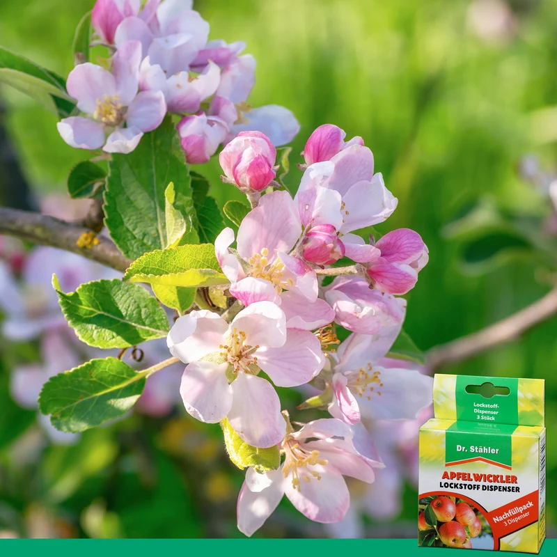 Apfelwickler Pheromon-Lockstoff Nachfüllpack: Effektiver Schutz für Obstbäume