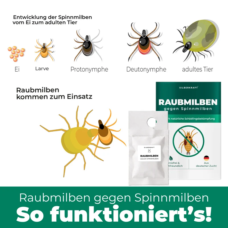 Raubmilben gegen Spinnmilben an Grünpflanzen (Amblyseius californicus)