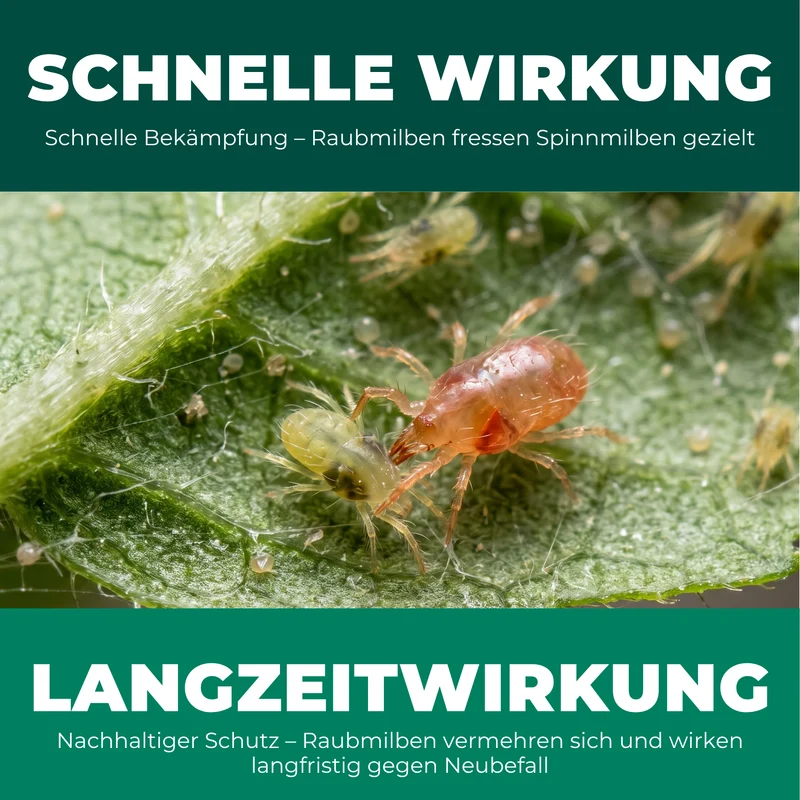 Raubmilben gegen Spinnmilben an Grünpflanzen (Amblyseius californicus)