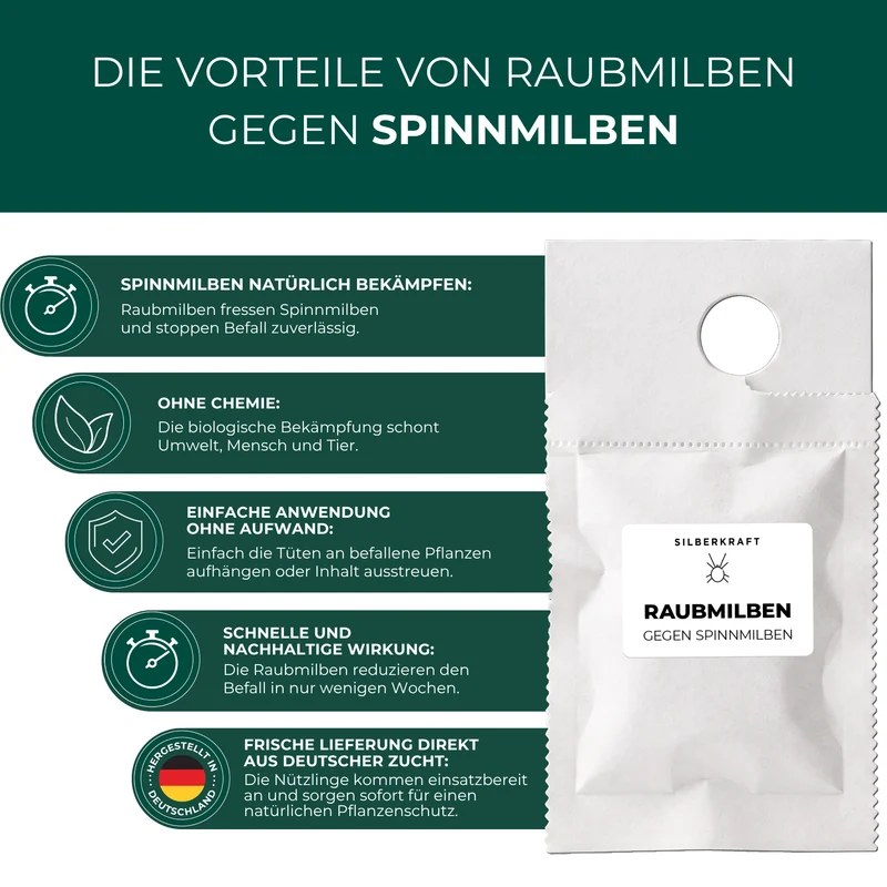 Raubmilben gegen Spinnmilben an Grünpflanzen (Amblyseius californicus)