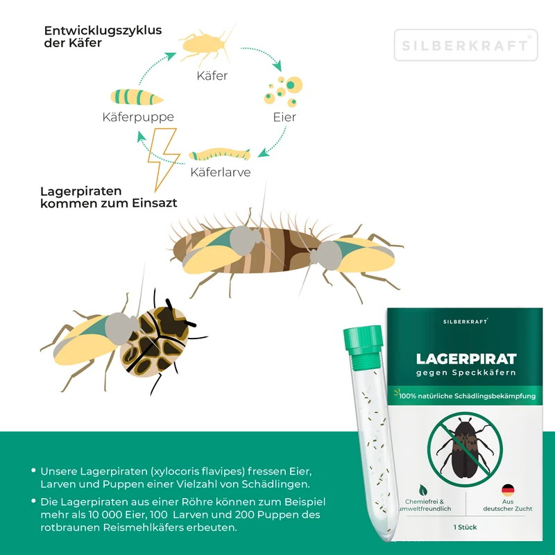 Lagerpirat zur Bekämpfung von Speckkäfern, Teppichkäfer & Vorratsschädlingen Lagerpiraten (Raubwanze Xylocoris Xylocoris flavipes)