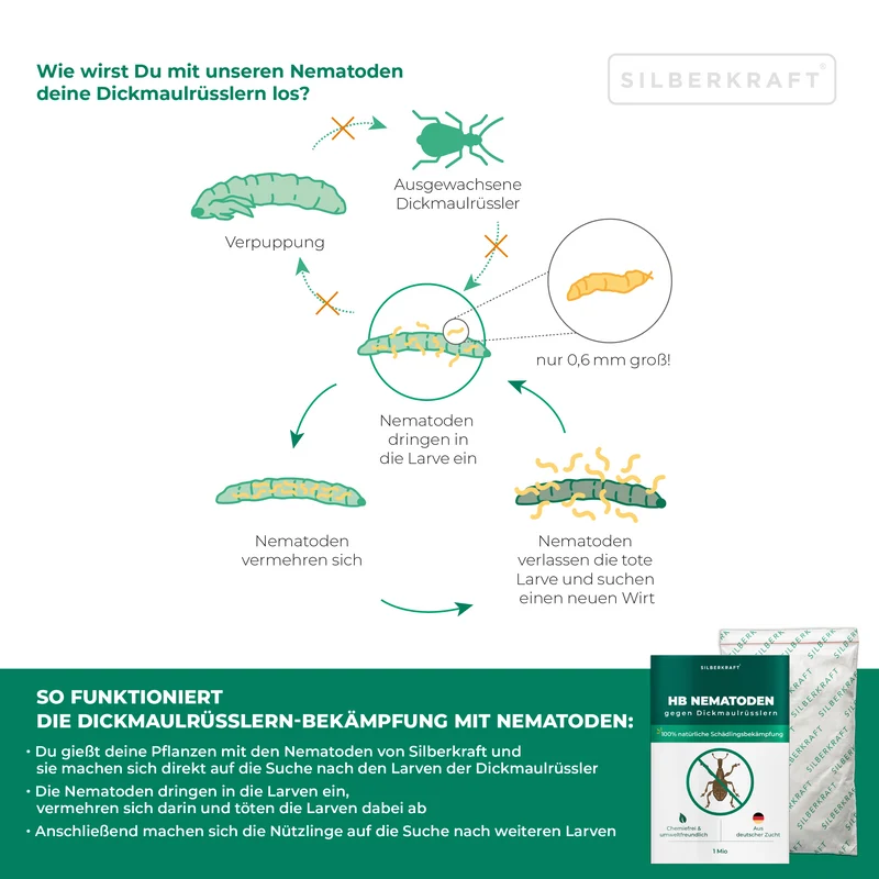 HB Nematoden gegen Dickmaulrüsslern & Engerlingen