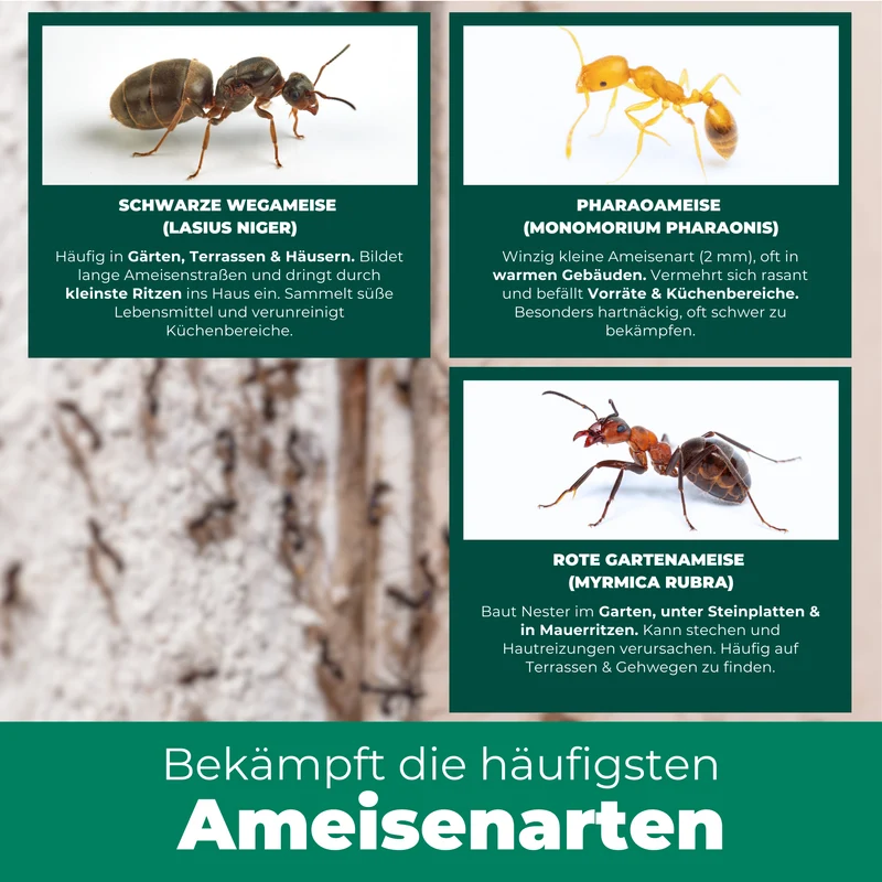 Anti Ameisen Spray