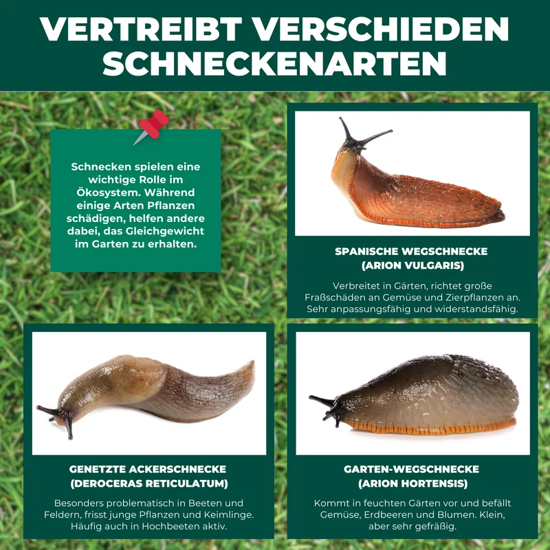 Schneckengranulat - Schneckenkorn gegen Schnecken