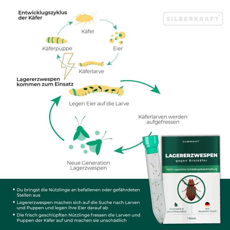 Lagererzwespen gegen Brotkäfer, Tabakkäfer, Kugelkäfer, Messingkäfer (Lariophagus distinguendes, Anisopteromalus calandrae)