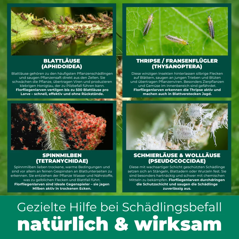 Florfliegenlarven gegen Blattläuse, Spinnmilben, Thripse, weiße Fliegen