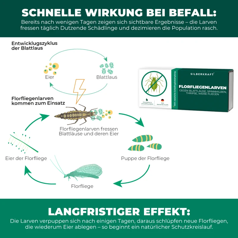 Florfliegenlarven gegen Blattläuse, Spinnmilben, Thripse, weiße Fliegen