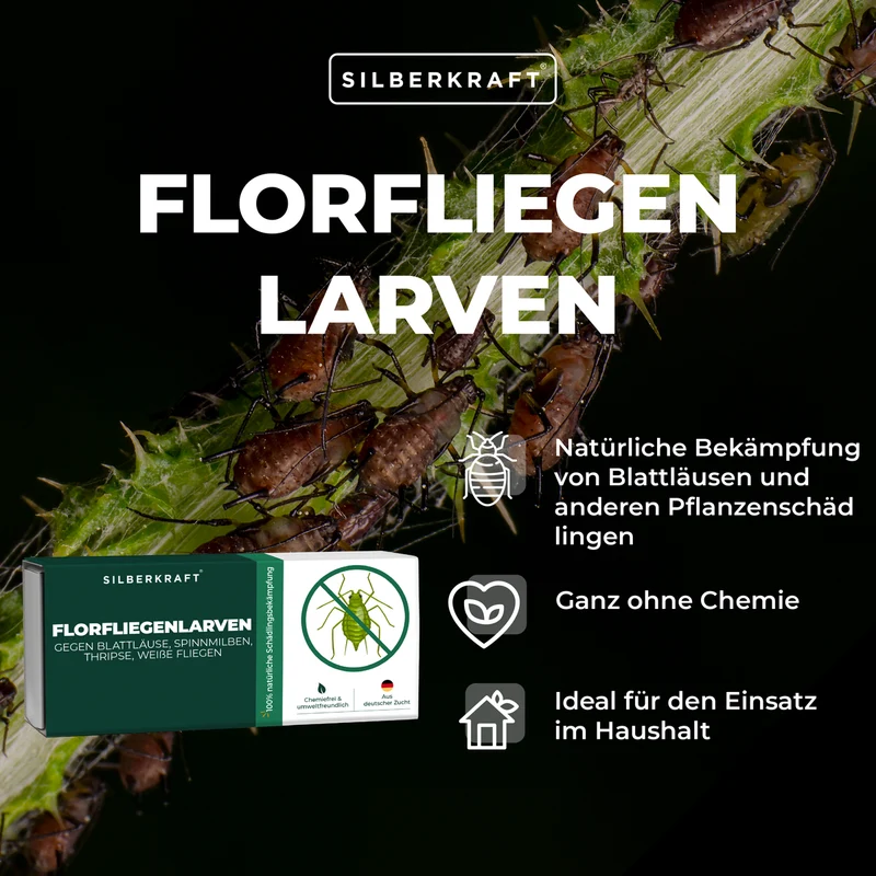 Florfliegenlarven gegen Blattläuse, Spinnmilben, Thripse, weiße Fliegen