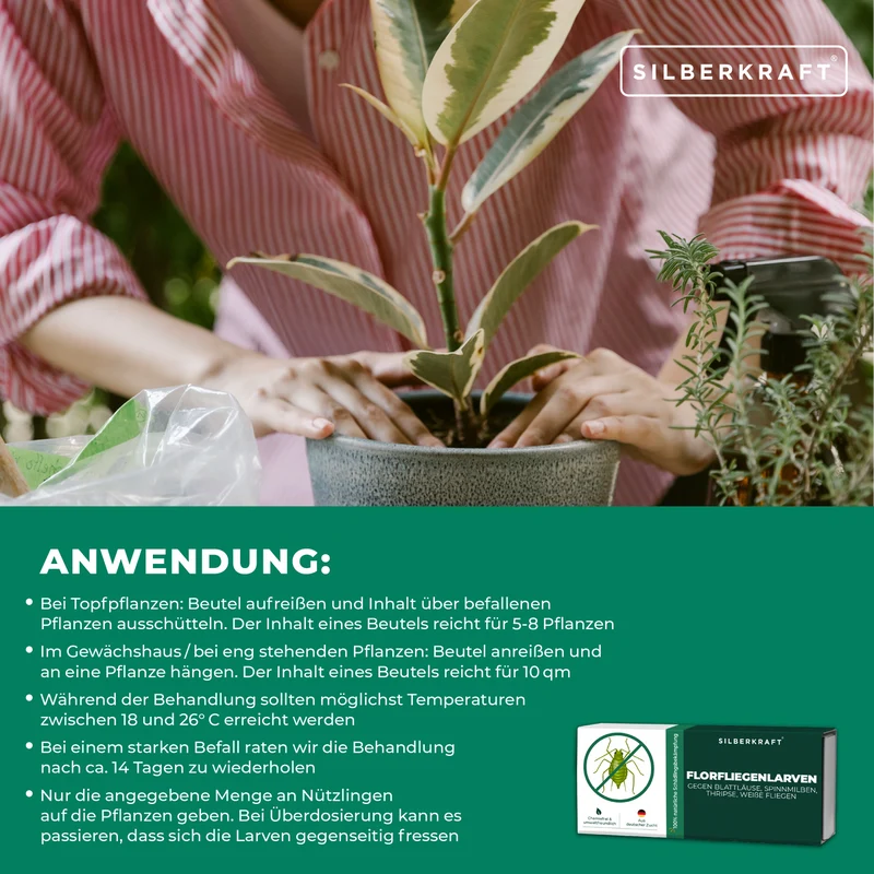 Florfliegenlarven gegen Blattläuse, Spinnmilben, Thripse, weiße Fliegen