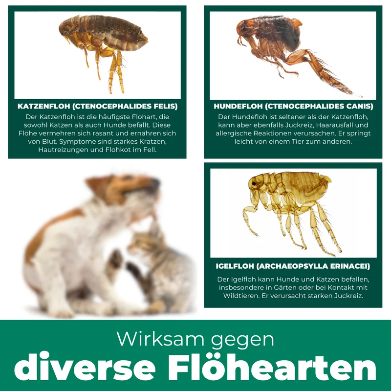 Flohspray für die Umgebung