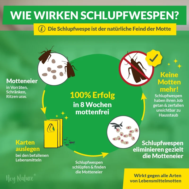Schlupfwespen gegen Lebensmittelmotten