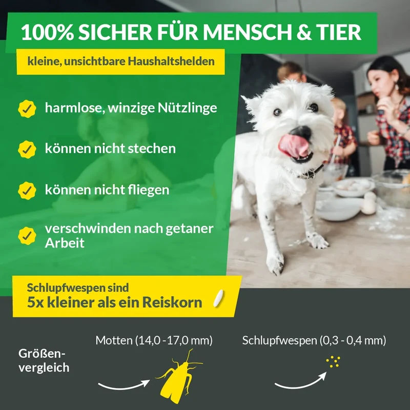 Schlupfwespen gegen Lebensmittelmotten