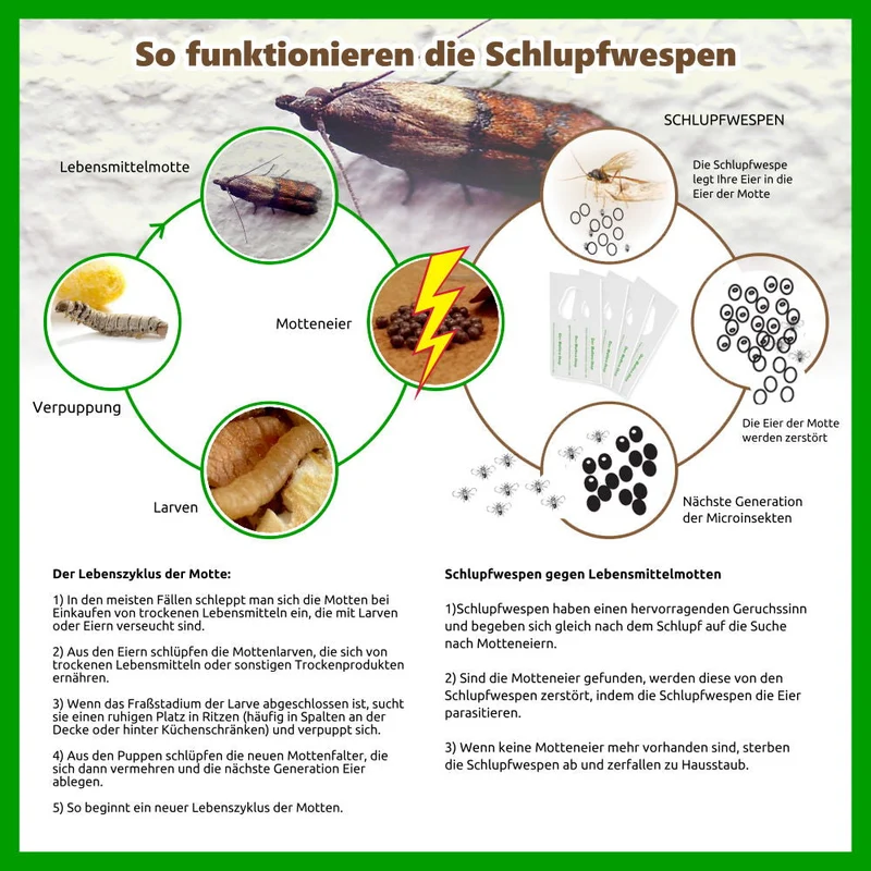 1 Karte Schlupfwespen gegen Lebensmittelmotten