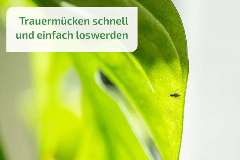 Nemaplus Depot - Nematoden gegen Trauermücken - in Alginat Kapseln für 10l Erde