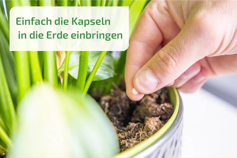 Nemaplus Depot - Nematoden gegen Trauermücken - in Alginat Kapseln für 10l Erde