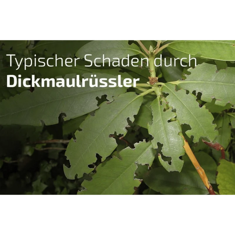 SET: Nematop - Nematoden gegen Dickmaulrüssler - PLUS Aquanemix - div. Varianten