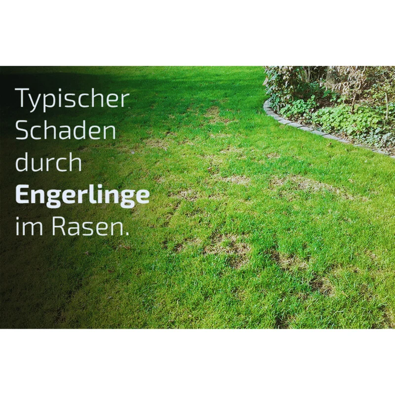 Nema-Green Nematoden gegen Gartenlaubkäfer, Dungkäfer