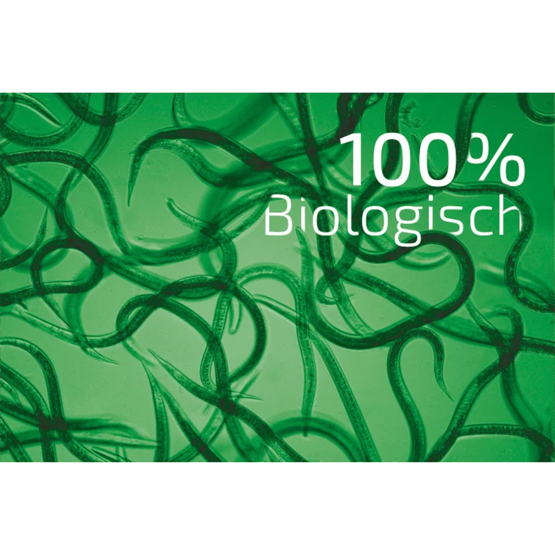 Nema-Green Nematoden gegen Gartenlaubkäfer, Dungkäfer