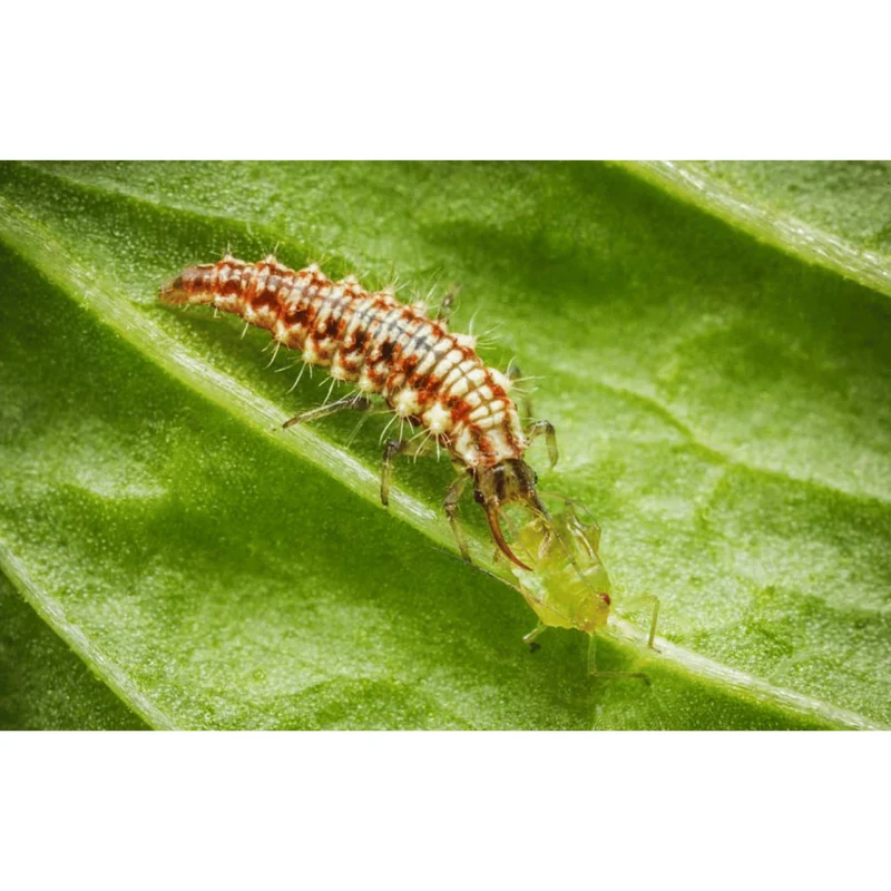 Chrysoperla DE - Florfliegenlarven gegen Blattläuse u.a. Schädlinge