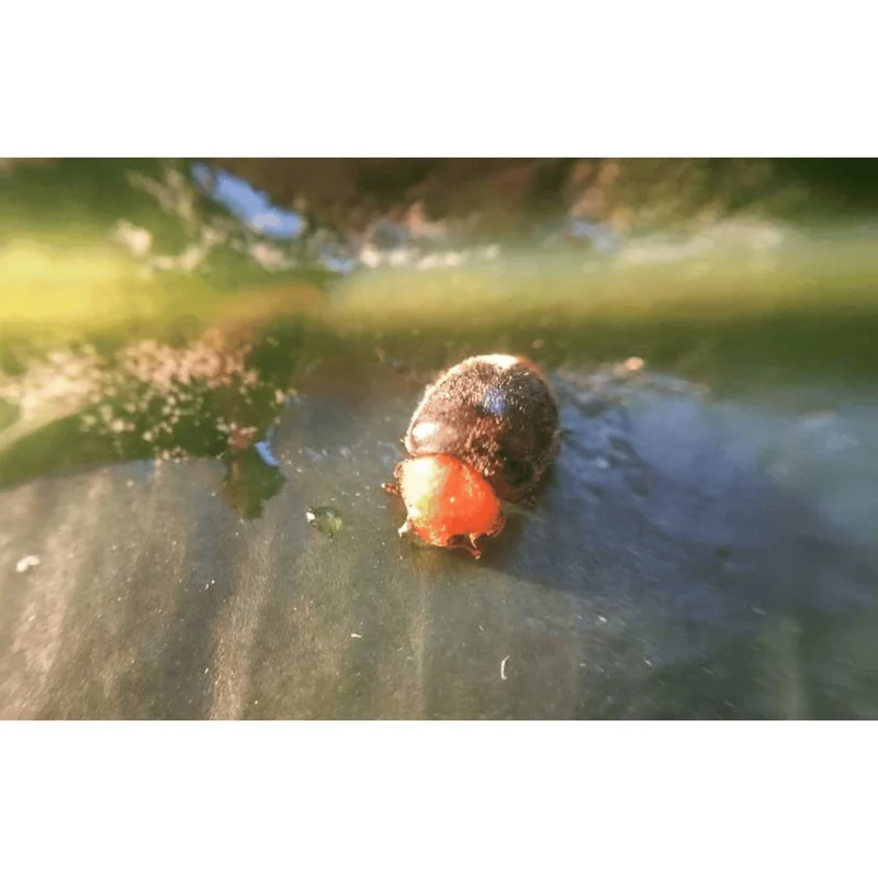 Cryptobug (Crypton) - Australischer Marienkäfer - gegen Wollläuse