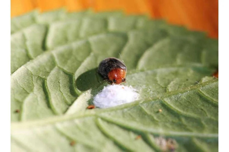 Cryptobug (Crypton) - Australischer Marienkäfer - gegen Wollläuse