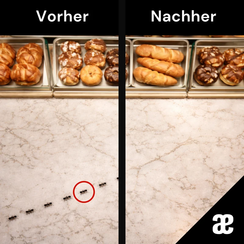 Kaeferling Pro Ameisen-Set