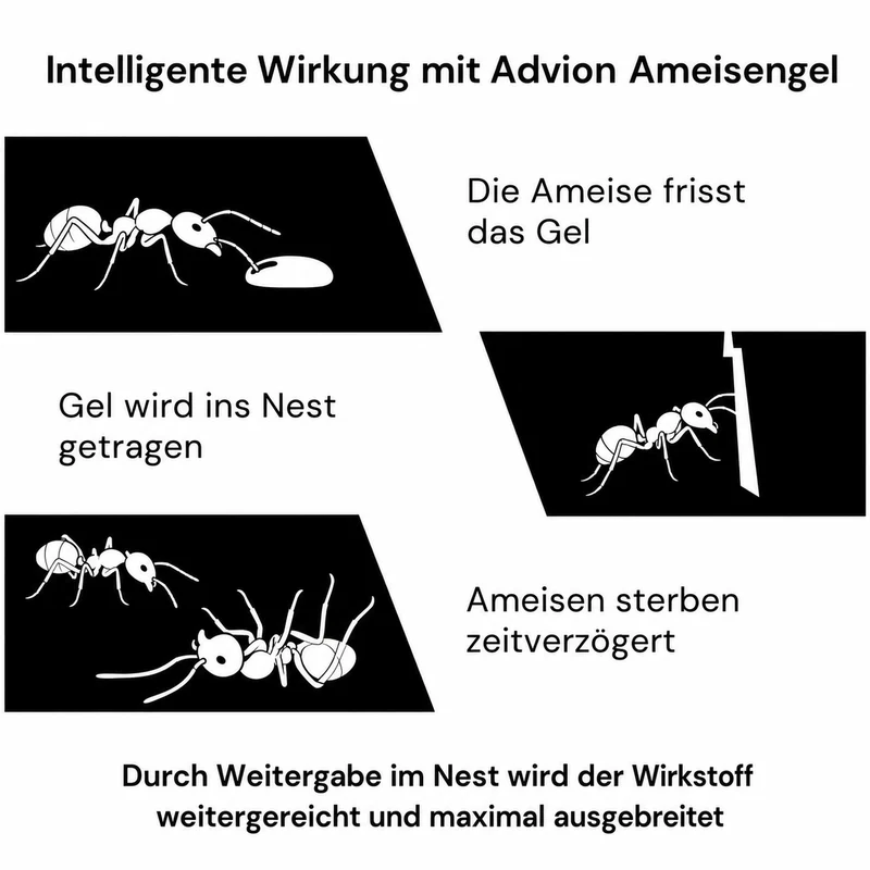 Kaeferling Pro Ameisen-Set