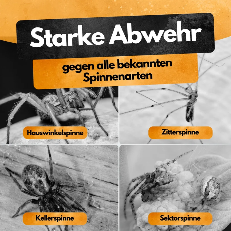 Spinnen Insektizid! – Insekten Ex Kanister – 5L - Anwendungsfertig