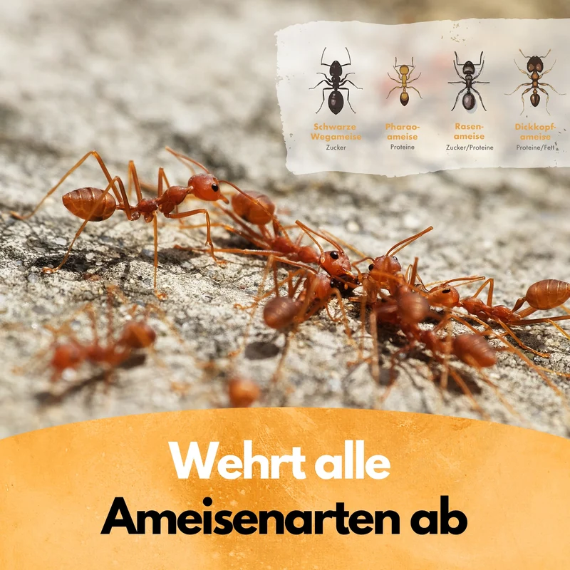 Gegen Ameisen! – Insektenschutz Abwehrmittel Kanister – 5L - Anwendungsfertig