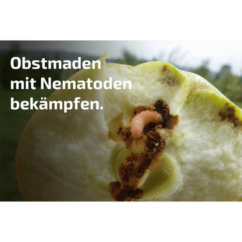nemapom - Nematoden gegen Apfelwicklerlarven