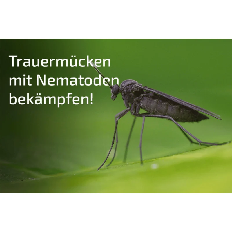 Nemaplus - Nematoden gegen Trauermücken