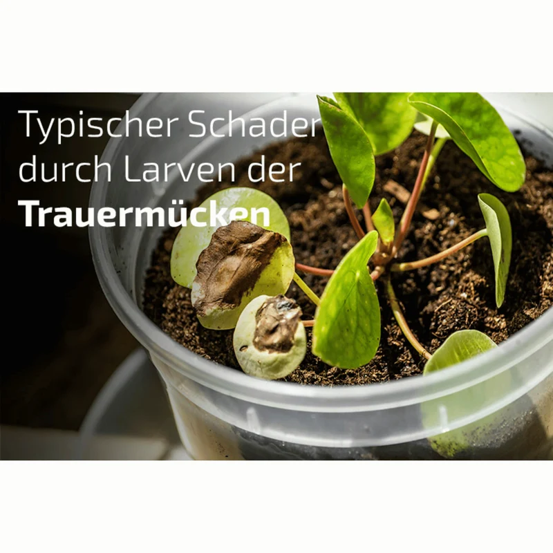 Nemaplus - Nematoden gegen Trauermücken