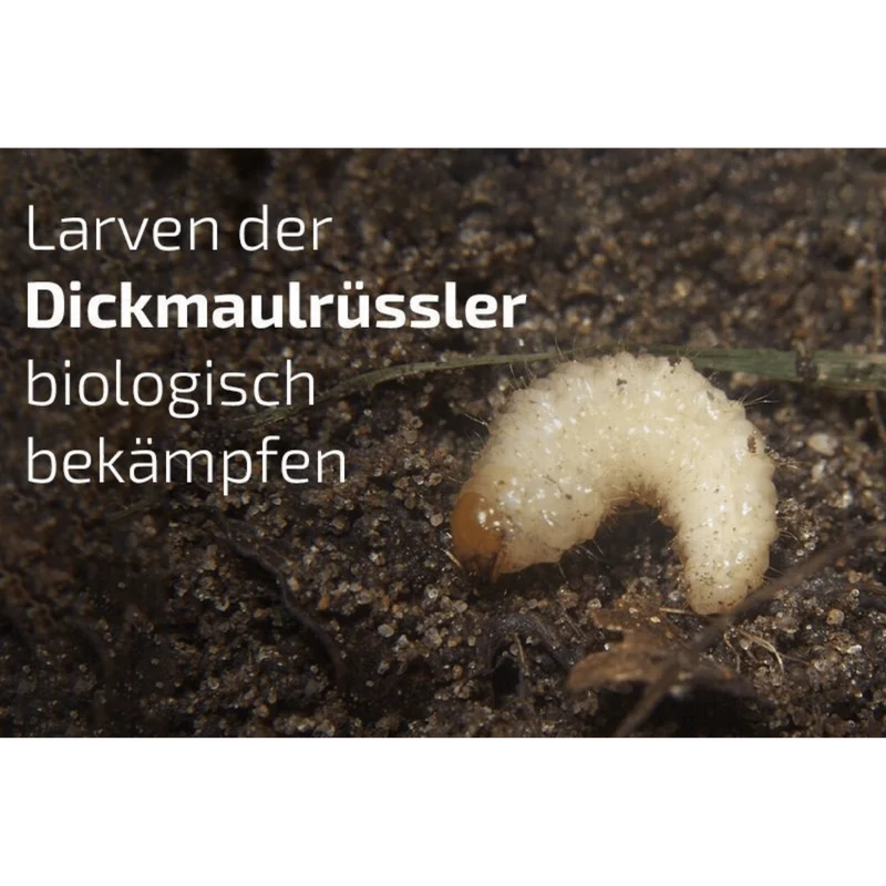 Nemamax - HD Nematoden gegen Dickmaulrüssler