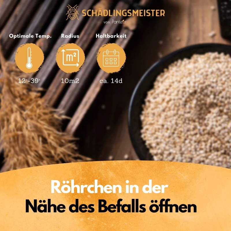 Lagererzwespen - 40 Nützlinge - Zur Brotkäfer Bekämpfung und Kornkäfer Bekämpfung