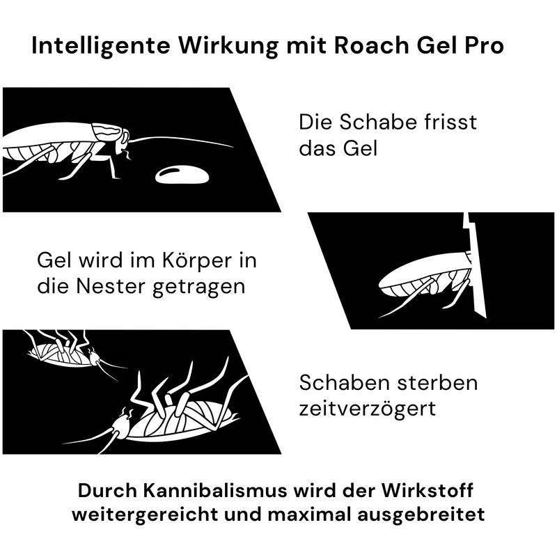 Kaeferling Pro Schaben-Set - Medium