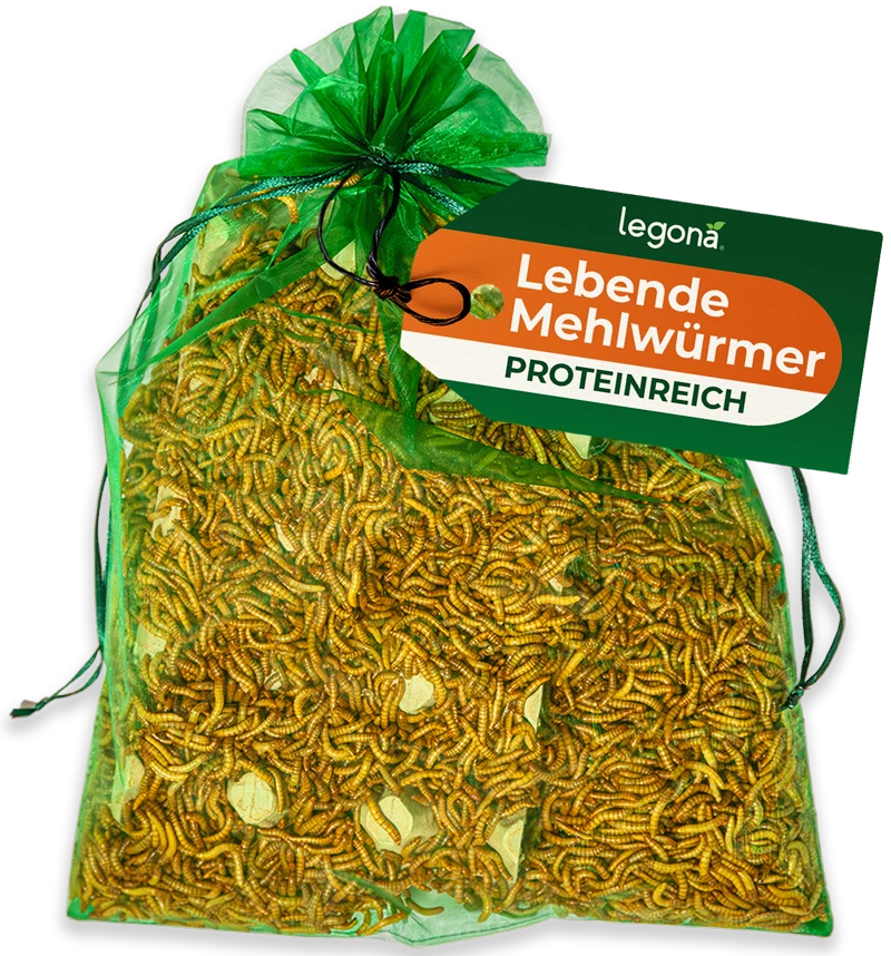 Lebende Mehlwürmer
