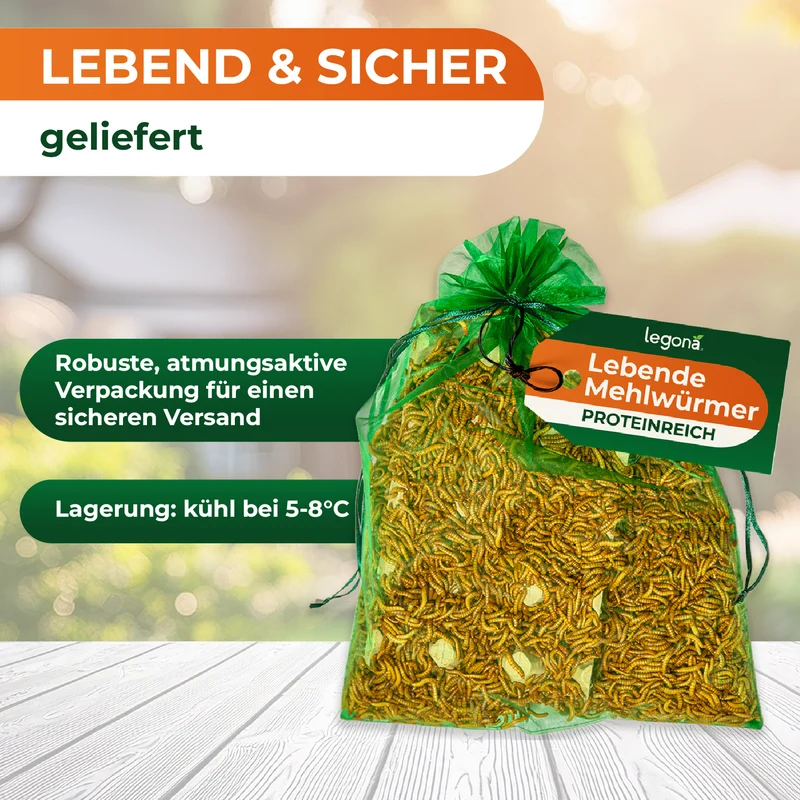 Lebende Mehlwürmer