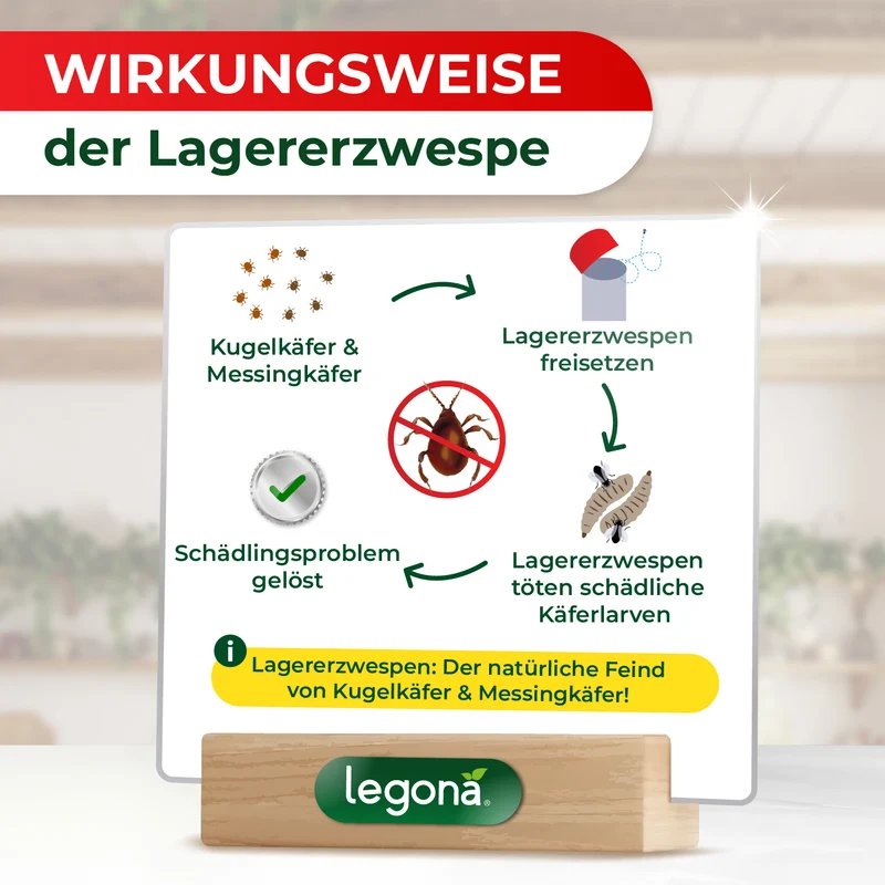 Lagererzwespen gegen Kugelkäfer & Messingkäfer