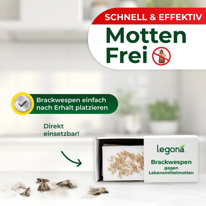 Brackwespen gegen Lebensmittelmotten für Lagerflächen