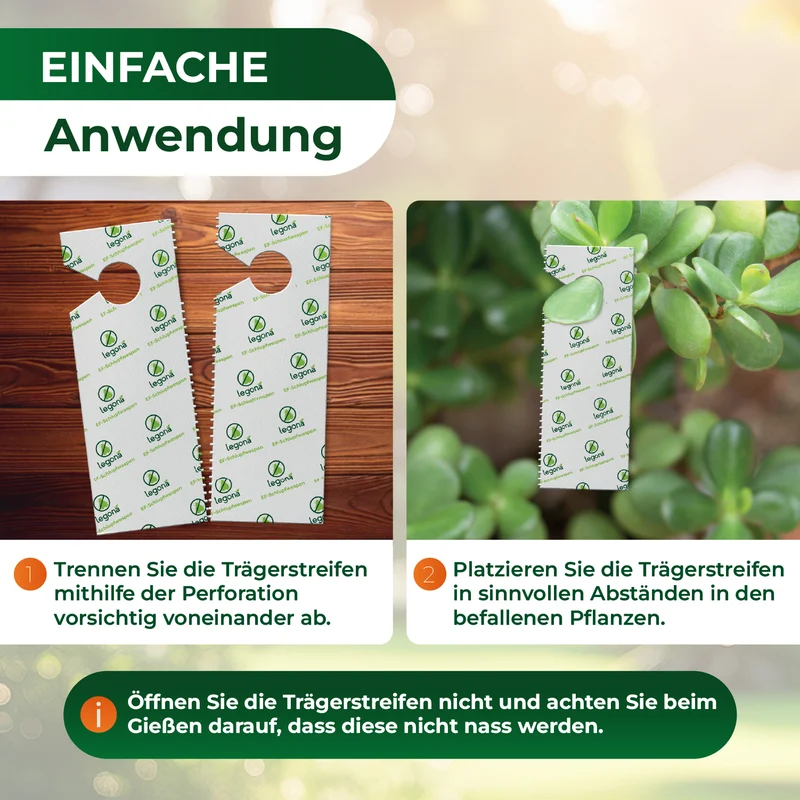 EF-Schlupfwespen gegen Weiße Fliegen