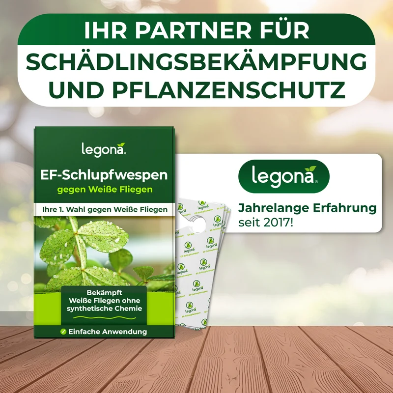 EF-Schlupfwespen gegen Weiße Fliegen